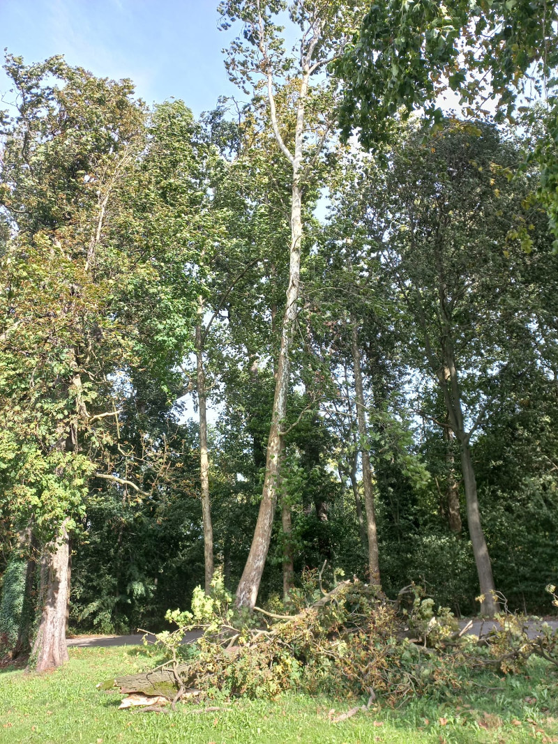 Parco, Giardini Reali e cimiteri chiudono il 24 dicembre per vento forte